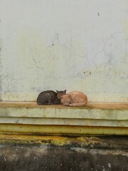 Two cats are sleeping cutely.