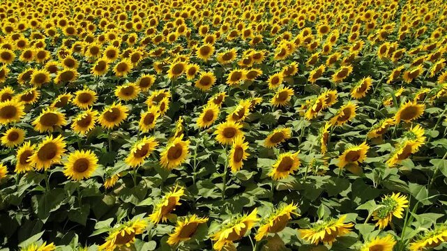 Vista aerea di coltivazione gdi girasoli
