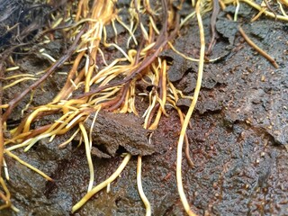 Close-up of tree roots, young roots and young roots of a tree attached to a larger tree.