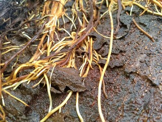 close up of a tree trunk Tree root background image