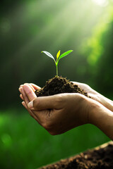Hands Holding Young Green Seedling in Soil