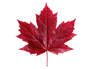 Single vibrant red maple leaf isolated on black background, Isolated On White Background, Png Transparent