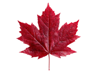 Single vibrant red maple leaf isolated on black background, Isolated On White Background, Png Transparent