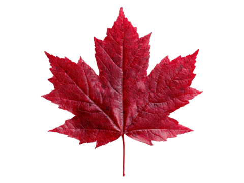 Single vibrant red maple leaf isolated on black background, Isolated On White Background, Png Transparent