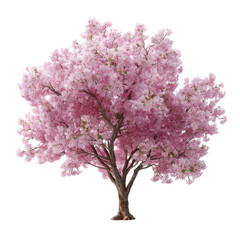 Obraz premium A blooming cherry blossom tree in spring isoleted on transparent background .