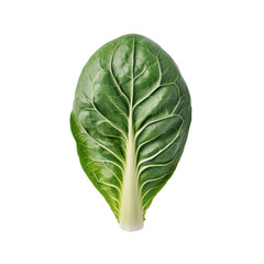 Fototapeta premium Fresh green leafy vegetable with vibrant texture and details