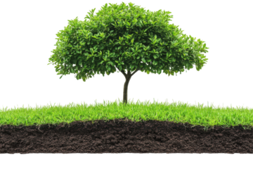 Green tree growing in soil with grass isolated on transparent background. Green tree sits atop fertile soil surrounded by lush grass isolated on white background.