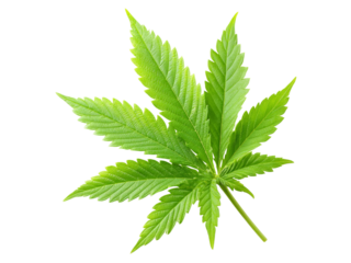 Vibrant green cannabis leaf isolated on black background, Isolated On White Background, Png Transparent