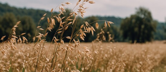 A field of golden grasses in soft focus with trees in the background under a cloudy sky