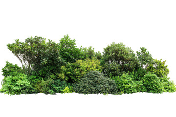 Lush green forest foliage isolated on transparent background. Green trees and vibrant shrubs form a natural landscape barrier isolated on white background.