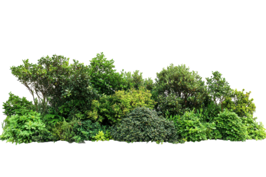 Lush green forest foliage isolated on transparent background. Green trees and vibrant shrubs form a natural landscape barrier isolated on white background.