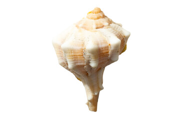 ocean, sea creature natural sea star, spiral seashell white background. marine life, beach decor, ocean wildlife, coastal theme, summer vacation, nautical elements, tropical sea creatures collection