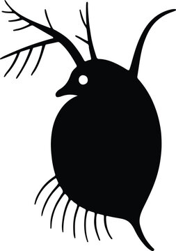 Silhouette Daphnia stylized minimalistic microorganism zooplankton vector illustrator