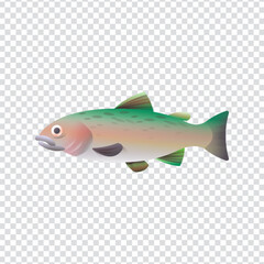 Rainbow trout