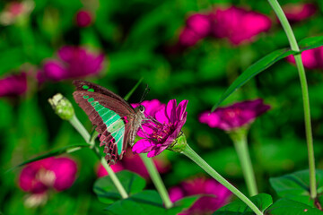 butterfly on flower showing wing detail and petal texture.