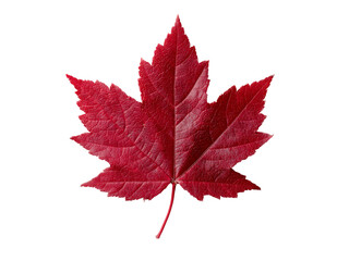 Single red maple leaf isolated on black background autumn fall nature, Isolated On White Background, Png Transparent