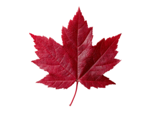 Single red maple leaf isolated on black background autumn fall nature, Isolated On White Background, Png Transparent