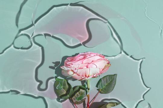 Single rose under water with abstract light play
