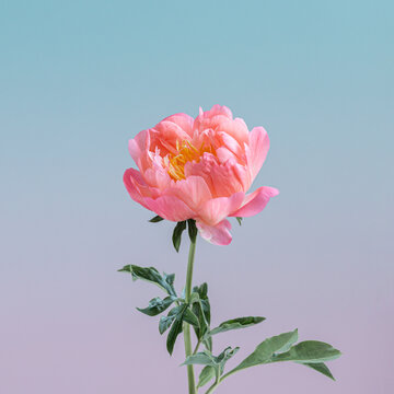 Fresh peony blossom with pastel gradient