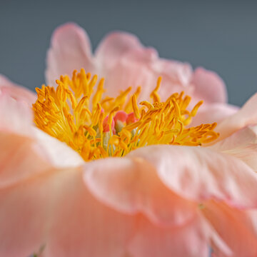 Extreme macro of peony stamens and petal