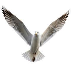 Fototapeta premium Seagull in flight with wings spread isolated on transparent background