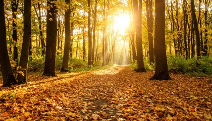 a road covered yellow leaves in autumn forest with sunlight 