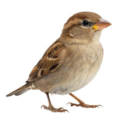 A small brown sparrow bird isolated on transparent background