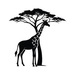 Silhouette of a giraffe gracefully eating leaves from a very tall tree against a clean white background © Mother Of Mahofuj