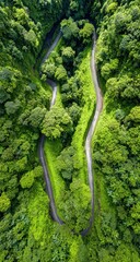 Curving road snakes through verdant forest, aerial view. Asphalt cuts between dense, lush greenery. Bright green foliage envelops the path, highlighting the stark contrast of nature and construction