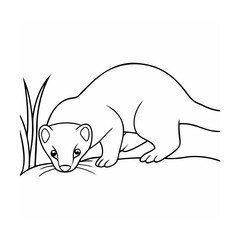 Curious weasel sniffing grass animal wildlife