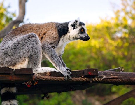 Ring-tailed lemur on a wooden platform