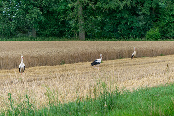 Storks walking across a stubble field with golden grain and forest in the background. Peaceful rural landscape in Poland, symbol of summer and nature.