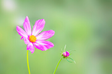  Close-up of Cosmos Flowers Blooming on blur green Background