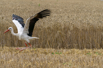 white stork in the field