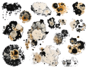 Various mold colonies with different shapes, textures, and colors growing on a dark surface.
