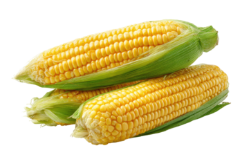 Three fresh ears of corn, vibrant yellow kernels nestled within bright green husks, stacked atop each other, isolated on a plain background