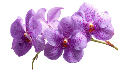 Obraz premium Close-up of three delicate, light purple orchids. Soft, speckled petals. Darker purple accents. Black background