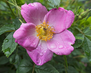 Flower of a dog rose, Rosa canina, with Canestrinis Harvestman opilionid.