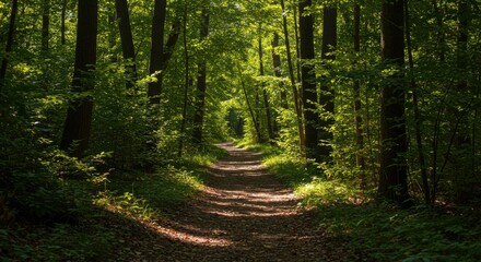 Forest Path Beckons SunDappled Trail Through Emerald Woods