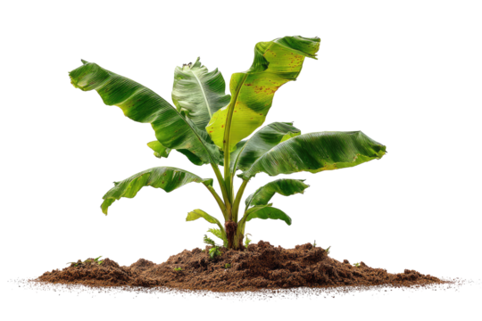 Young banana plant in soil