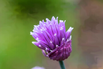 Fioletowy, skromny, a zarazem piękny kwiat szczypiorku(Allium schoenoprasum) na rabacie. Kwiat o...