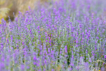 Violet purple lavender field close-up. Flowers selective focus, blur background