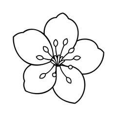 Delicate five petal flower with stamen bloom botanical