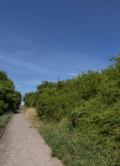 A paved pathway surrounded by dense green bushes.
