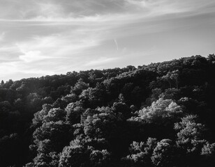 Grayscale Forest Ridge in Minimal Style