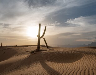 Cactus Desert at Sunset Minimalist Scene