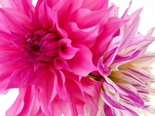 A close up of pink dahlia flowers.