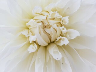 Detail of a white dahlia flower.