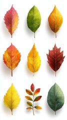 Colorful autumn leaves showcasing vibrant hues of red, orange, yellow, and green arranged in a stunning display