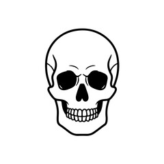 Fototapeta premium human skull